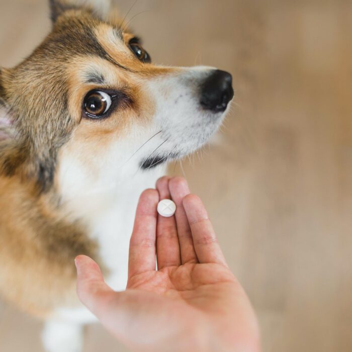 vermifuge chien