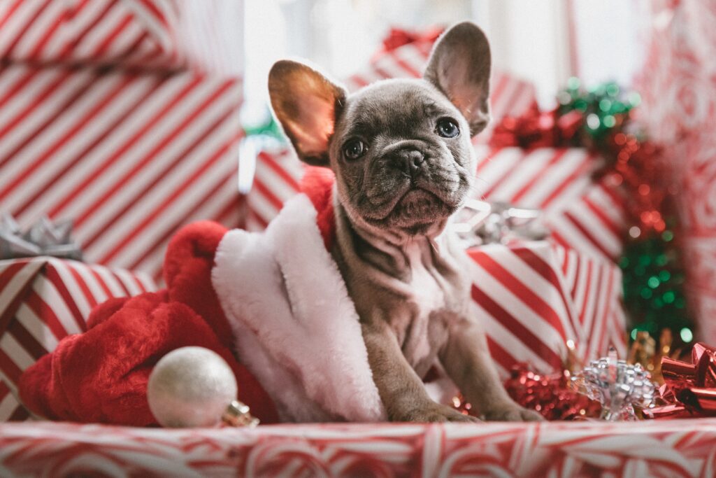 idées cadeaux animaux