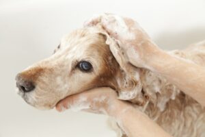 Le bain de votre chien : comment en faire un moment de complicité ?