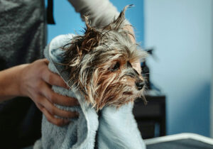 Comment toiletter son chien yorkshire terrier ?