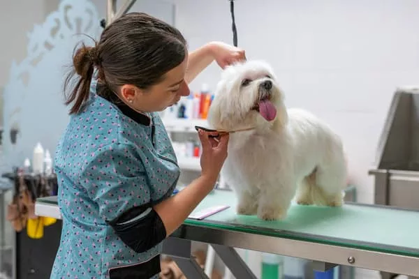 Pourquoi aller chez le toiletteur avec son chien ?