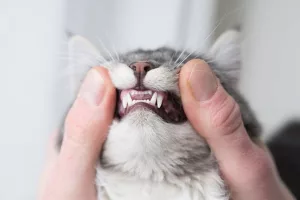 Comment brosser les dents de son chat