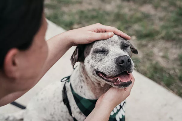 adopter un chien