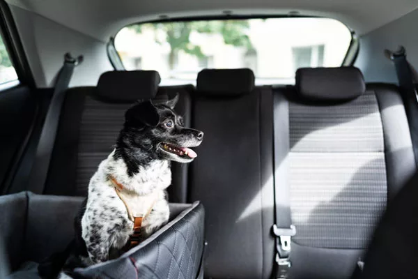 Comment bien attacher son chien en voiture ?