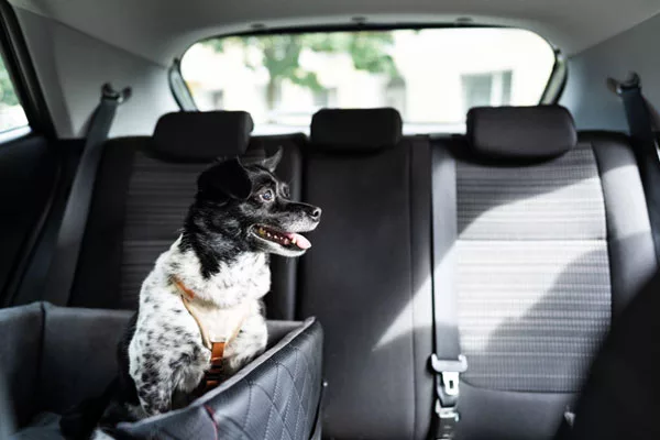 Transport d'un Chien en Voiture