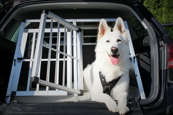 Skoda anticipe l'obligation de ceinturer son chien en voiture - Challenges