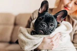 races de chien appartement